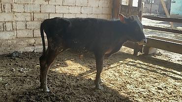 Коровы, быки: Продаю | Бык (самец) | Швицкая | На откорм — 10