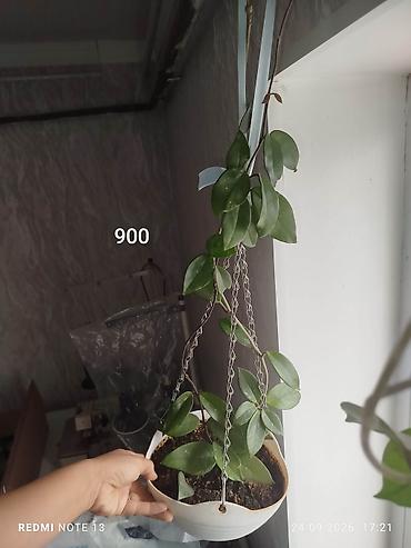 пчелы купить: Хоя.гүлү розовый. гүлүдөн кечки убакта жыпар жыт чыгат комната соонун — 3