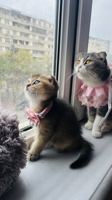 Pişiklər: Dişi — 9