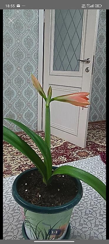 цветы комнатне: Комнатные растения в горшках 1) Хлорофитум «паучок» (на фото в белом — 3