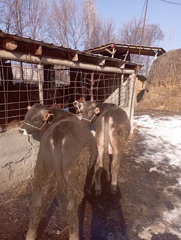 Коровы, быки: Продаю | Бык (самец) | Швицкая | Племенные