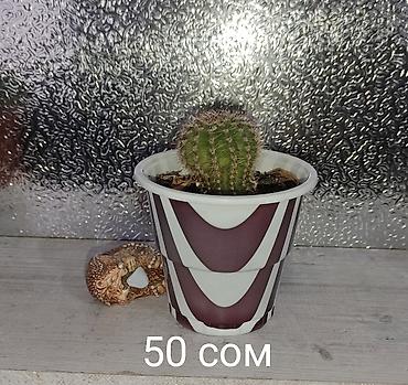 Молочаи: 1)Кактус Эхинопсис ( цветет часто, вместе с коричневым горшочком — 2