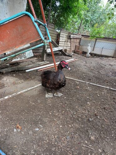 Коровы, быки: 14 ayliqdi super erkeydi ve aktivdi