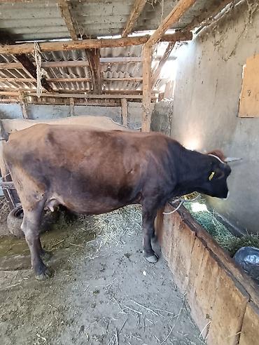 ферма центр: Продаю | Корова (самка) | Полукровка | Для молока | Привязанные — 3