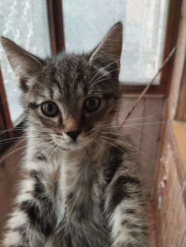 купить бурманскую кошку: Отдам котят в заботливые руки Мы ищем заботливых хозяев для наших