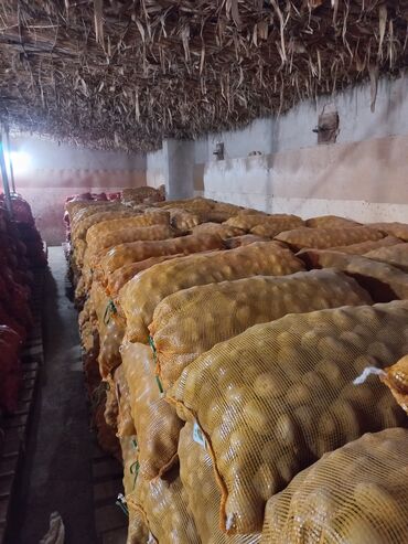 Картошка: Картошка Пикассо — 6