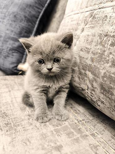 Pişiklər: Şotland — 4