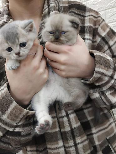 Pişiklər: Şotland — 6