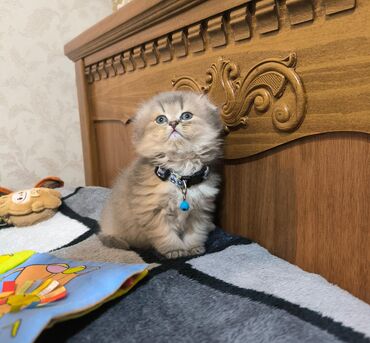 Pişiklər: Cins Paroda pişikləri. Şotland, Britan, Pers. Rəngləri də cür bə cür — 19