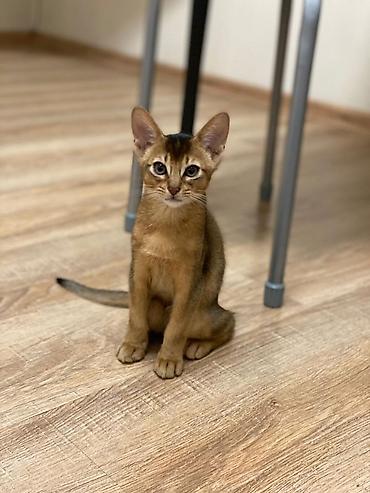 вет: Настоящие абиссинские котята! Домашний питомник с многолетним опытом — 8