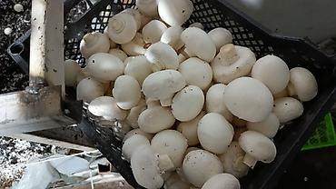 Грибы: Грибы Шампиньоны, Бесплатная доставка — 12