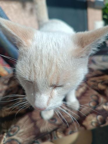 коты белый: Кошка даром: Беспородная, 6 месяцев, Мальчик, Приучена к лотку — 2