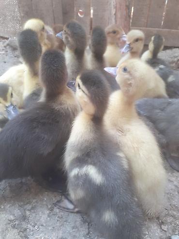 qaz qus: 17 dene ordek balalari biri 4 manat. 50 gep. man. 055 880. 85. 29 — 3