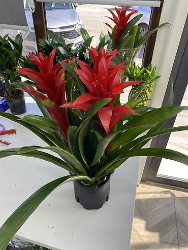 Бөлмө өсүмдүктөрү: Гузмания (Guzmania) в горшке - Эффектное комнатное растение из — 2