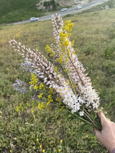 снять дом в бишкеке на долгий срок: 2 бөлмө, 50 кв. м, Эмереги менен
