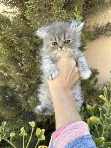 Pişiklər: Fars -da lalafo.az — 9 Pişiklər: Fars — 9