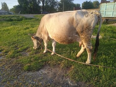 куплю быков село ленинское: Продаю | Корова (самка) | Алатауская | Стельные