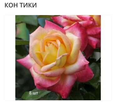 цветы розы акции: Семена и саженцы Роз, Самовывоз, Платная доставка