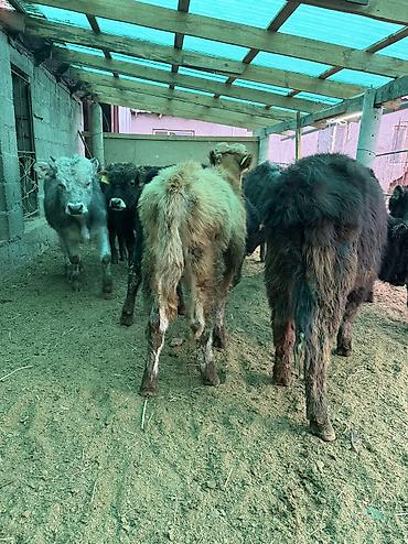 Коровы, быки: Продаю | Бык (самец) — 8