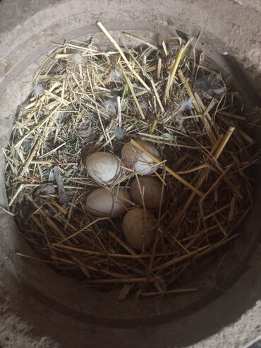 Ördəklər: Salam yerli və cins ördəklər satılır 20-70 manat arası ünvan Gəncə - — 3