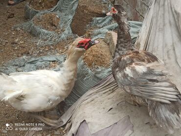 Другие с/х животные: Утята Индоутки Тяжёлая Линия. Индоутята. Фендибоберных Солидных — 15