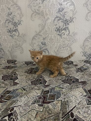 сибирский кот: Мальчики 1,5 месяца уже кушают сами. Лоток знают