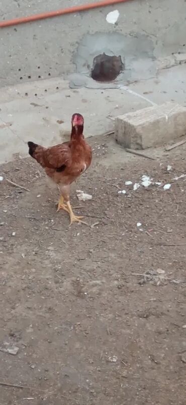 Toyuqlar: Toyuq, Damazlıq -da lalafo.az — 2 Toyuqlar: Toyuq, Damazlıq — 2