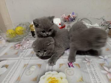 Pişiklər: Şotland, Erkək, Dişi, Yaxşı əllərə, Ödənişli çatdırılma, Ünvandan götürmə, Rayonlara çatdırılma — 2