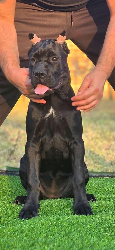 Psi: THE LAST EMPEROR KENNEL Predstavljamo prelepu Cane Corso ženku iz — 4