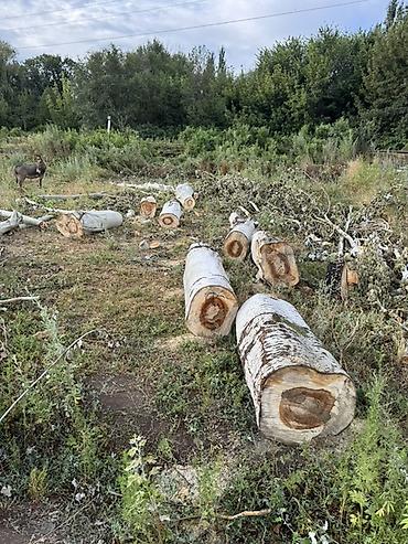 Дрова: Дрова Тополь — 1