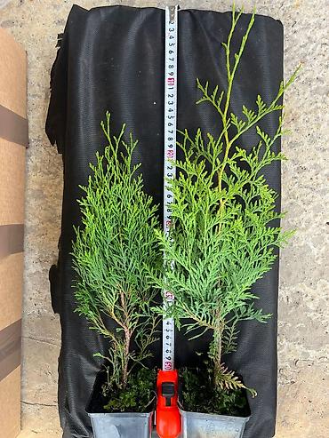 Декоративные деревья: Саженцы деревьев: Туи — 5