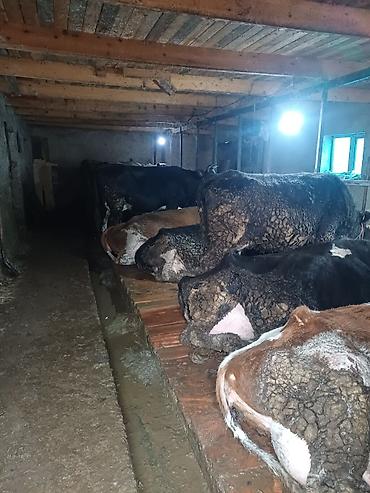 Коровы, быки: Продаю | Корова (самка) | Голштин | Для молока | После отела — 11