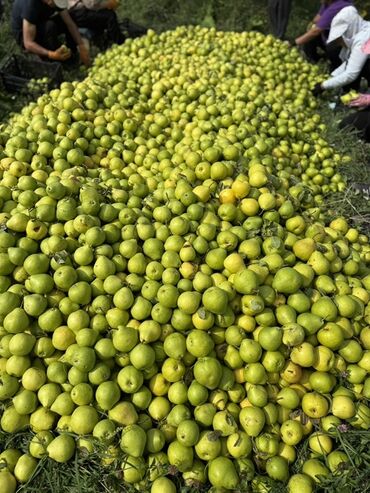 Груши: Груши В розницу, Самовывоз — 5