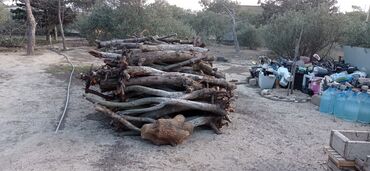 Odun: Îki Kamaz odun Satılır bir Qiymätä 500 MANATA aşaĝi yeri var yaxşi