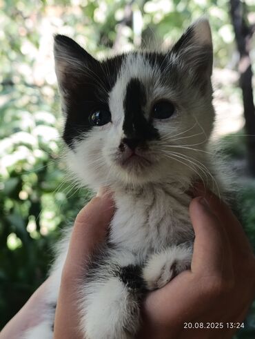 вислоухие коты серые: Кошка даром: Беспородная, 2 месяца, Мальчик