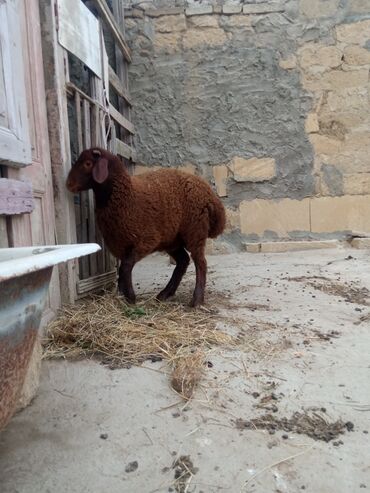 qurbanliq quzu: Quzu, Erkək, ay: 6, 42 kq, Damazlıq, Ətlik, Ünvandan götürmə