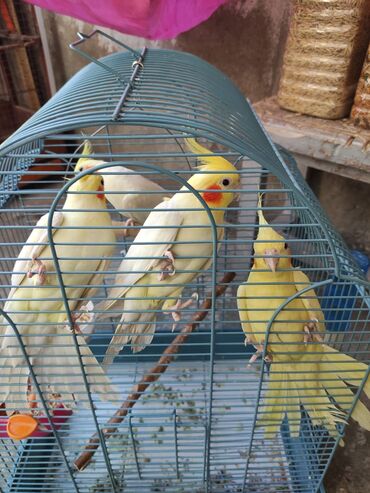 Qəfəslər: Qəfəslər quşlar — 4