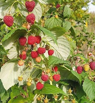 мясо доставка: Малина — 1