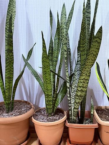 ucuz gul: Məhsul: 20 Manatdan başlayır Sansevieria (Qaynanadilin) otaq bitkiləri — 2