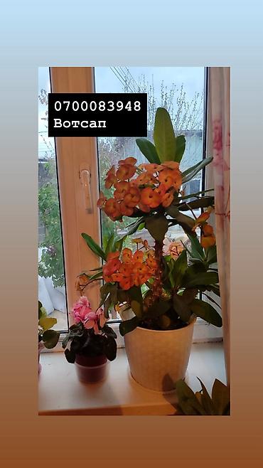 Молочаи: Молочай Милля (Euphorbia milii), крупные взрослые растения в — 1