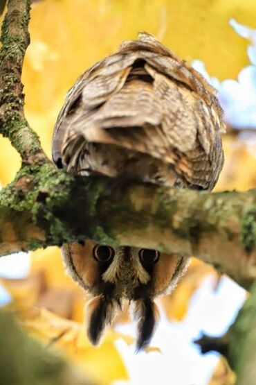 кролик декоративные: Профессиональные ветеринарные услуги - Прием и консультации по