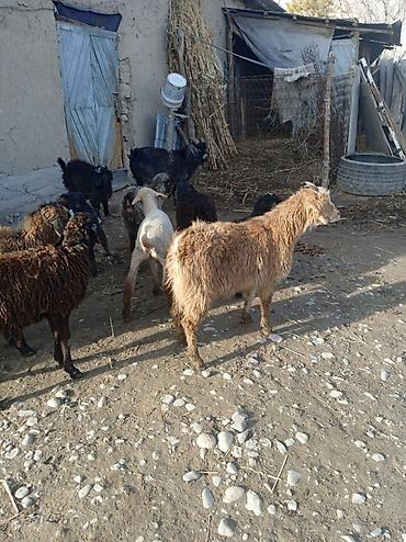 Баран, овца: Продаю | Ягненок | Для разведения — 2