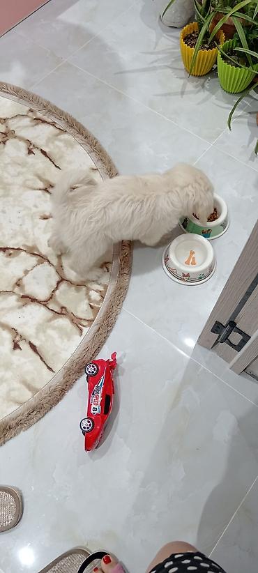 it sekli: Yumşaq it evi – qırmızı rəngli, ev şəklində, üzərində sümüklər və — 2