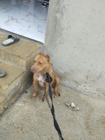 it ucun yem: Pitbul