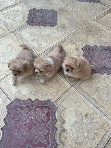 İtlər: Pekines, 2 ay — 13