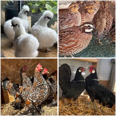 Куры, петухи: Продаю | Куры, Петух — 1