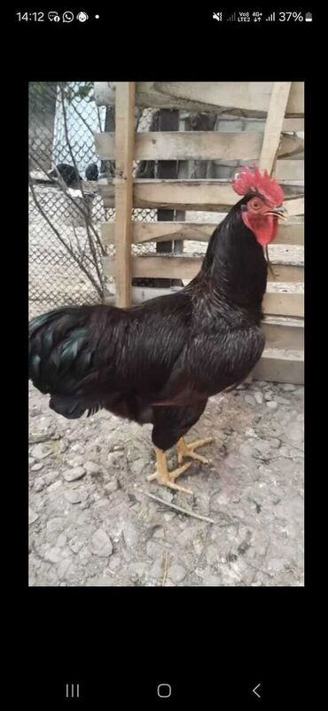 Toyuqlar: Toyuq, Damazlıq, Pulsuz çatdırılma -da lalafo.az — 6 Toyuqlar: Toyuq, Damazlıq, Pulsuz çatdırılma — 6