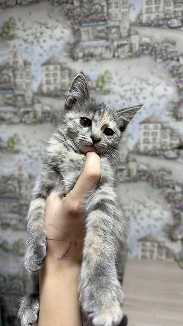 үй жаныбарлары: Котята-домоседы, короткошёрстные, домашнего разведения. - Возраст — 4
