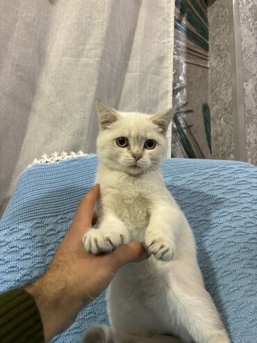 Pişiklər: Britan — 7