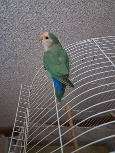 клетки для попугаев: Növ: Sevda tutuquşusu (Lovebird) Rəng: Açıq yaşıl gövdə, ağ-krem